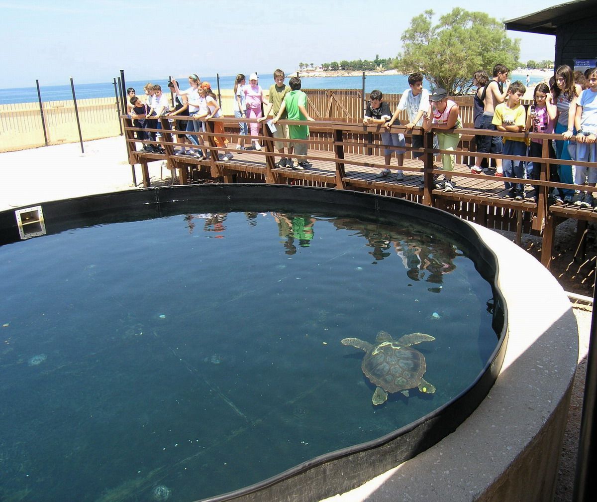 Γνωρίστε τις καταδύσεις και τις θαλάσσιες χελώνες!