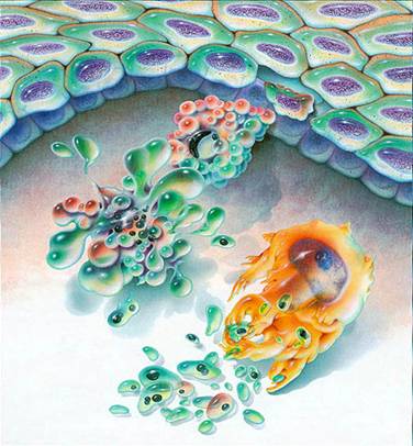 Απαντήσεις για τη συμπεριφορά ιών, καρκινικών κυττάρων και φαρμάκων δίνει η φωτονική μικροσκοπία