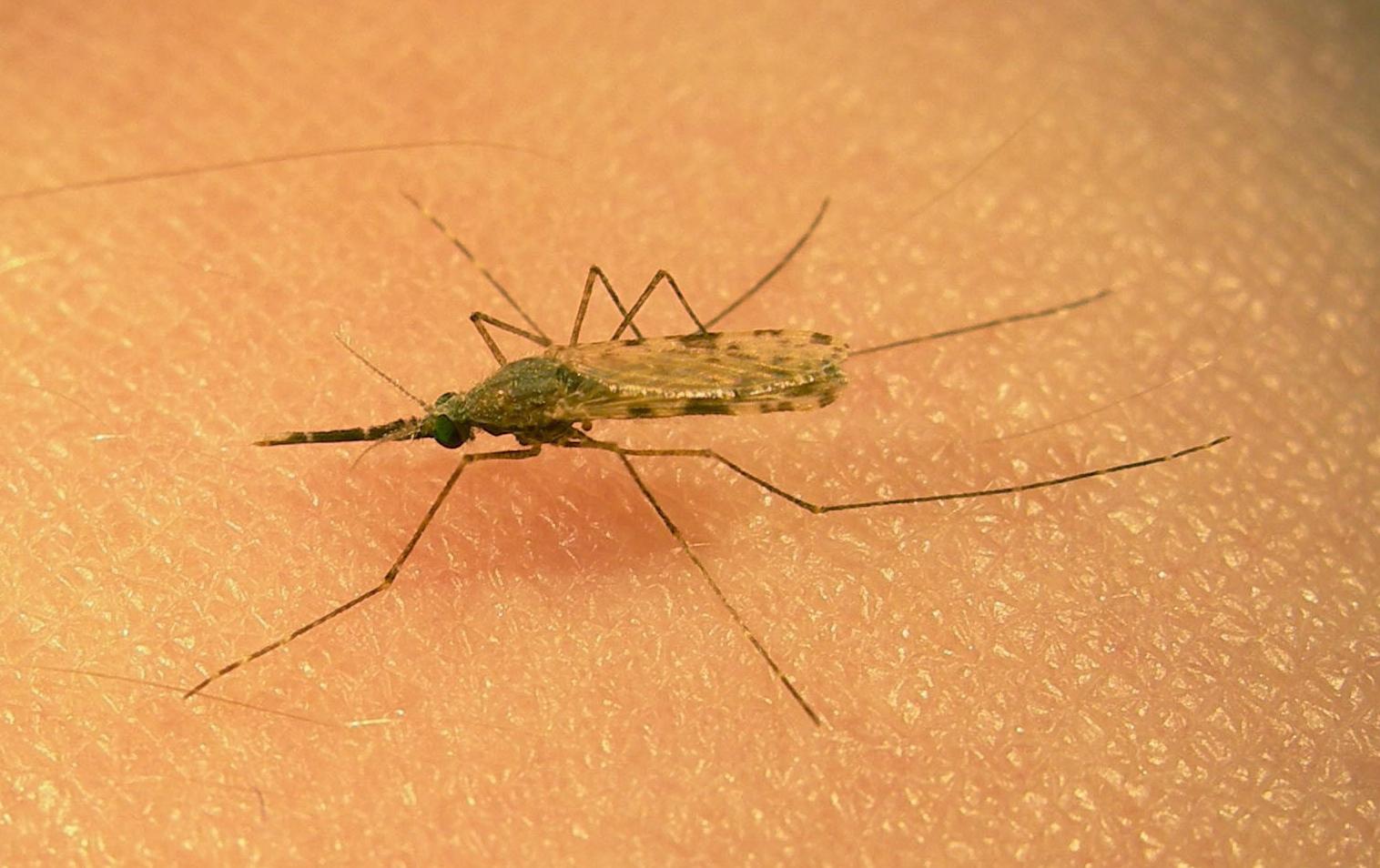 Με νέα εντομοαπωθητικά, τα κουνούπια δεν μυρίζονται την ανθρώπινη ανάσα