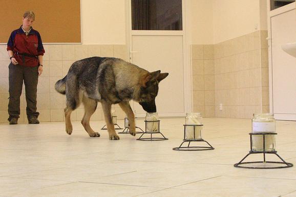 Οι σκύλοι της αστυνομίας «ξεχωρίζουν τους μονοζυγωτικούς διδύμους»