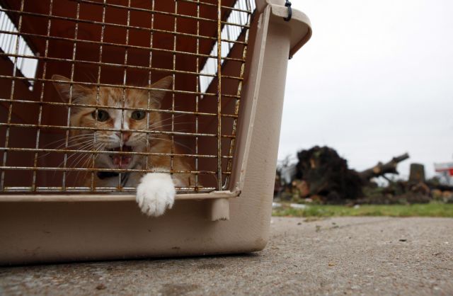 Απαγόρευση κυκλοφορίας στις… γάτες επιβάλλουν οι Αρχές στο Σίδνεϊ