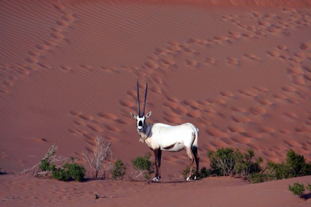 O όρυξ ο αραβικός επιστρέφει από το χείλος της εξαφάνισης