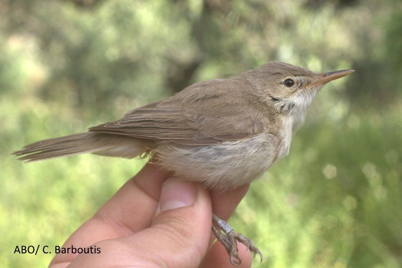 Νέο είδος πουλιού για την Ελλάδα ανακαλύφθηκε στα Αντικύθηρα!