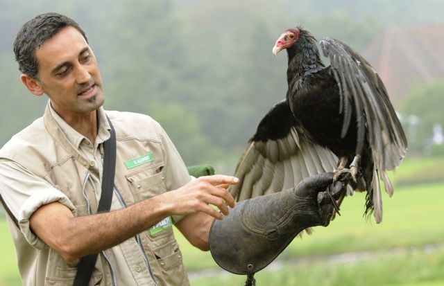 Ο Σέρλοκ ο γύπας μαθαίνει να αναζητά κρυμμένα πτώματα