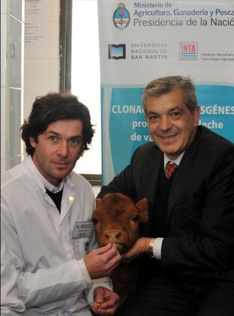 Γενετικά τροποποιημένη αγελάδα παράγει «ανθρώπινο» γάλα