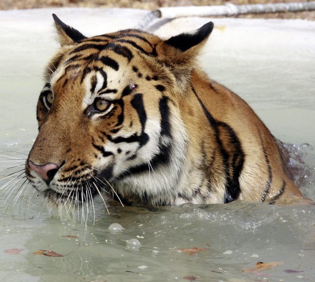 Ειδική δύναμη για τη διάσωση των τίγρεων συστήνει το Μπαγκλαντές