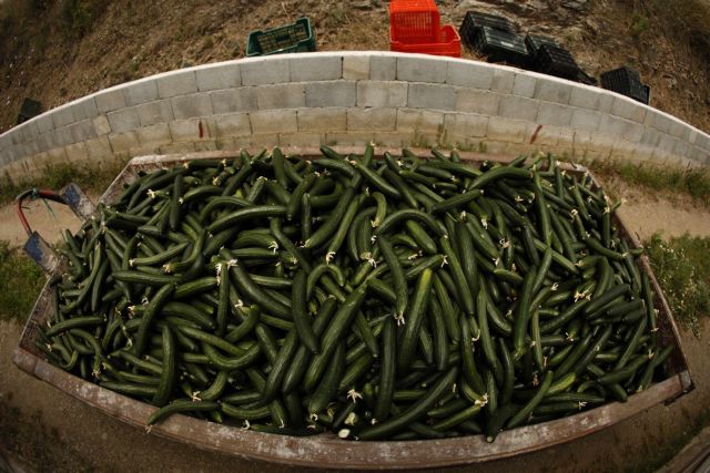 Αποζημίωση για τη ζημιά από τα μολυσμένα αγγούρια ενδέχεται να ζητήσει η Ισπανία