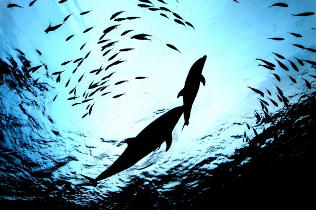 Τρεις παράγοντες προκαλούν «σοκαριστική» απονέκρωση των ωκεανών