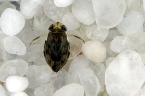 Υδρόβιο ζωύφιο ξεκουφαίνει τα ψάρια με το πέος του