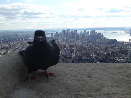 Φωτογραφίες της Νέας Υόρκης από το κινητό του Κ.Νόλλας παρουσιάζονται στο Μπενάκη