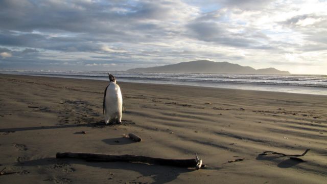 Ξεστρατισμένος πιγκουίνος βρέθηκε στη Νέα Ζηλανδία