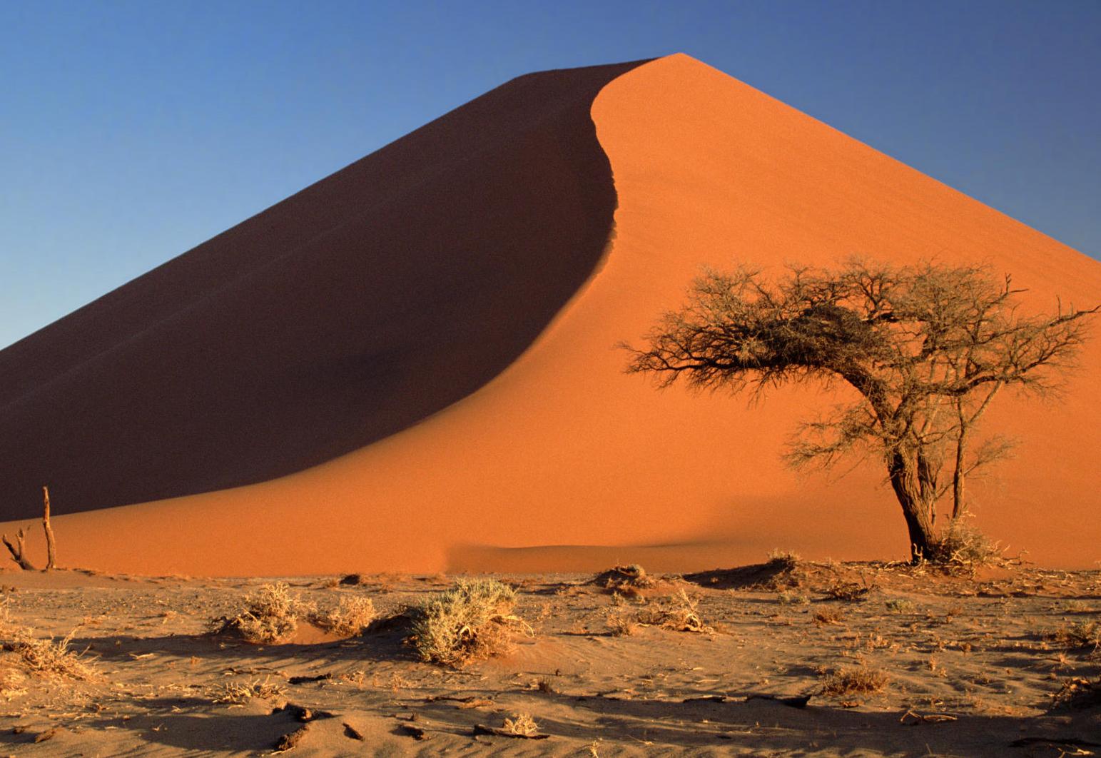 Γιγάντιο τεχνητό δάσος θα ανακόψει την επέκταση της Σαχάρας