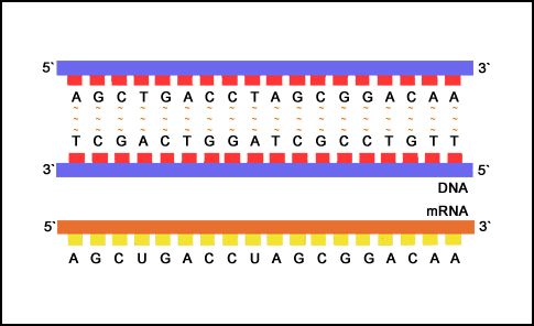 Νέα τεχνική παρέμβασης στη γενετική πληροφορία