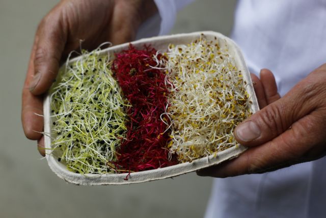 Τα φύτρα φασολιών από γερμανική φάρμα ευθύνονται για την επιδημία E.coli