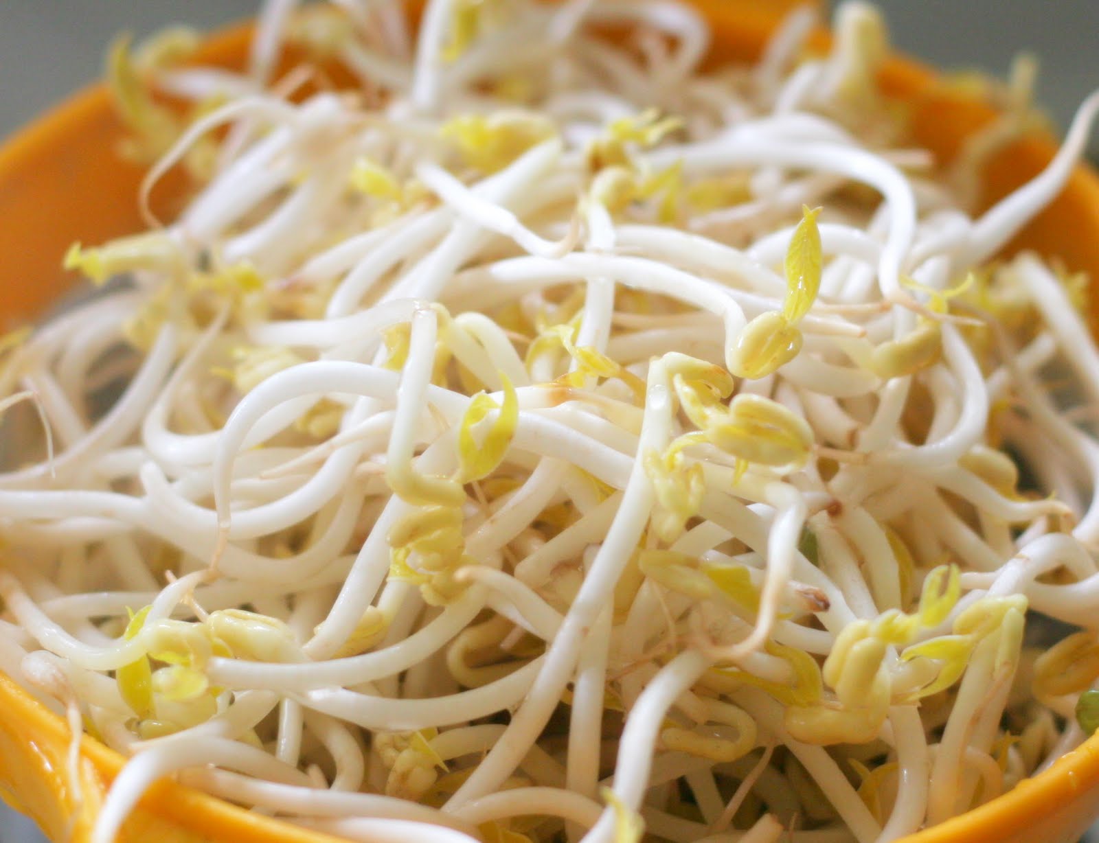 Τα φύτρα ευθύνονται για την μόλυνση των τροφίμων με το βακτήριο E.Coli