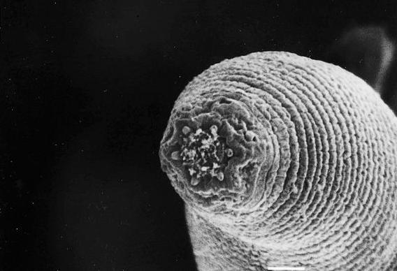 Το σκουλήκι του Μεφιστοφελή βασιλεύει σε βάθος-ρεκόρ