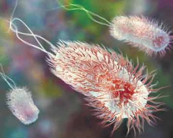 Νέα στοιχεία για τον τρόπο δράσης του βακτηρίου E.coli