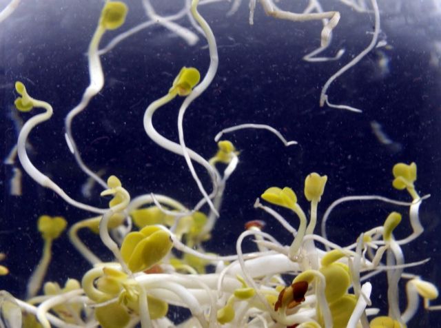 Το ίδιο στέλεχος E.coli ενοχοποιείται τώρα για τις επιδημίες σε Γαλλία και Γερμανία