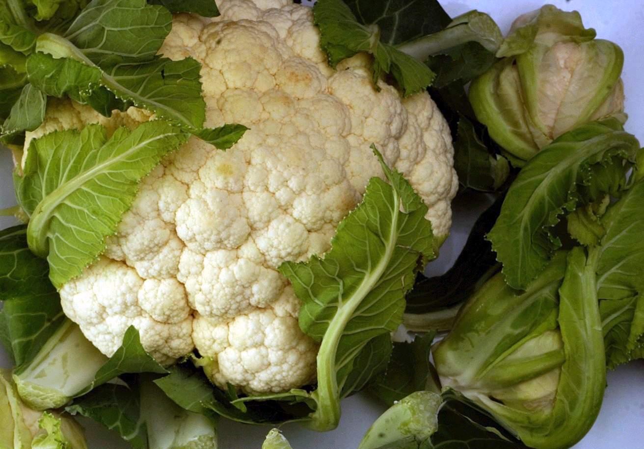 Σε κουνουπίδι που είχε εισαχθεί από την Ευρώπη εντόπισαν οι Ταϊλανδοί το βακτήριο E.coli