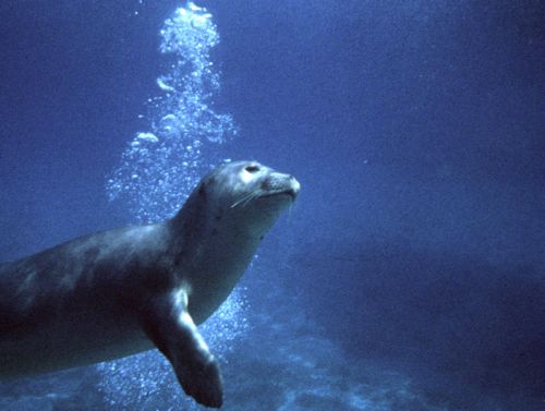 Νεκρή βρέθηκε η φώκια που είχε γίνει «μασκότ» της Αμοργού