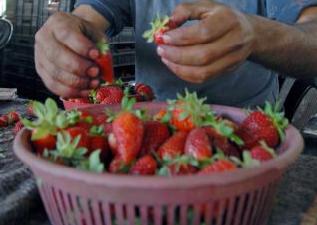 Άρση της ρωσικής απαγόρευσης στις εισαγωγές φράουλας από την Ελλάδα