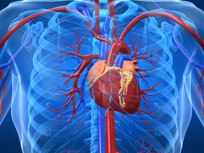 Φυσική πρωτεΐνη συντελεί στην αυτό-ίαση της καρδιάς μετά από έμφραγμα