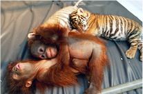 BARBIE:«Τυλιγμένη» σε σκάνδαλο καταστροφής αρχέγονων δασών!