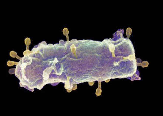 Κατάχρηση αντιβιοτικών, ίσως η πρωταρχική αιτία της επιδημίας Ε.coli