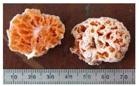 Νέο είδος μύκητα βαφτίζεται προς τιμήν του Μπομπ Σφουγγαράκη