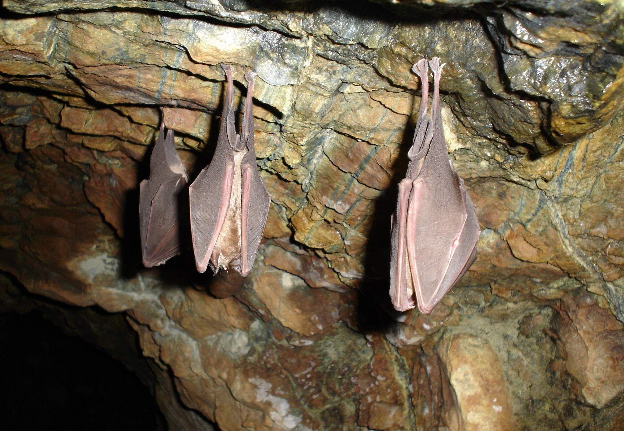 Εφαρμογή για smartphone αφουγκράζεται τους υπερήχους των νυχτερίδων