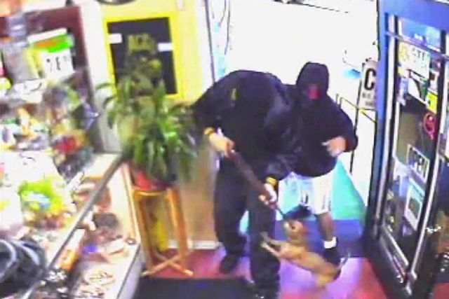 Τσιουάουα κυνήγησε και έδιωξε δύο ένοπλους ληστές από μαγαζί στις ΗΠΑ