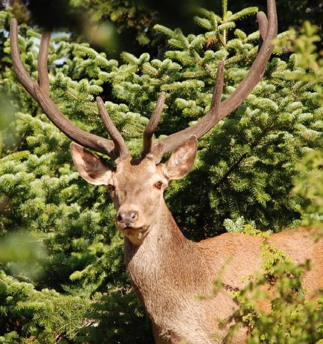 Κόκκινο Ελάφι : Άλλοτε κοινό, σήμερα σπάνιο και απειλούμενο