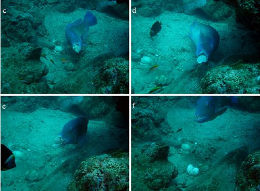 Ακόμα και τα ψάρια χρησιμοποιούν εργαλεία, επιβεβαιώνει ντοκουμέντο