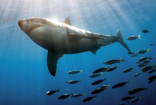 Οι λευκοί καρχαρίες προτιμούν τις χειμερινές διακοπές