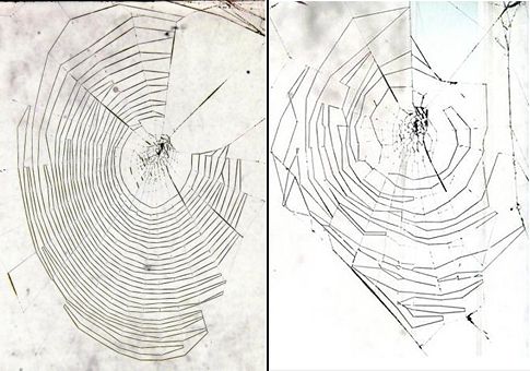 Ακόμα και οι αράχνες χάνουν τα ταλέντα τους όταν γερνούν