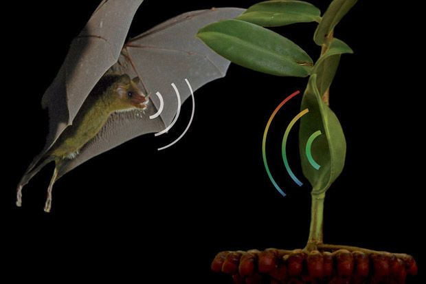 Φυτά προσελκύουν νυχτερίδες με «ηχοακουστικούς φάρους»