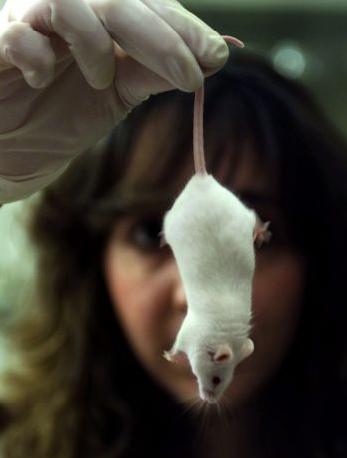 Υπό εξέταση νέοι κανονισμοί για την έρευνα σε ζώα με ανθρώπινα γονίδια