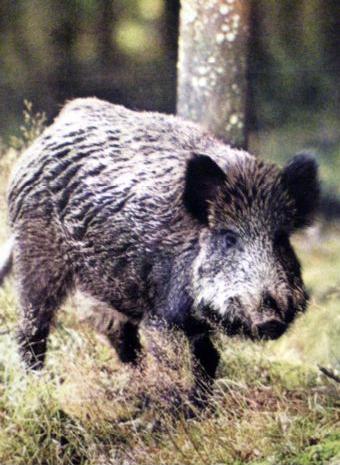 Μαζικός θάνατος αγριογούρουνων στη Γαλλία αποδίδεται σε κυανοβακτήρια