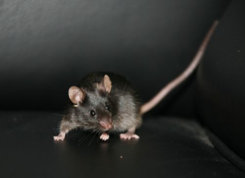 Συνθετικό ανθρώπινο συκώτι λειτουργεί για μήνες σε ποντίκια