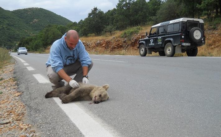 Ακόμα ένα αρκουδάκι σκοτώθηκε σε τροχαίο στο νομό Φλώρινας
