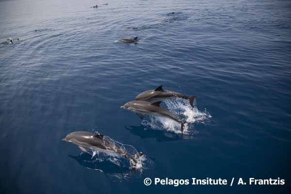 Ζωνοδέλφινο, Stenella coeruleoalba και η μοναδική περίπτωση του Κορινθιακού Κόλπου