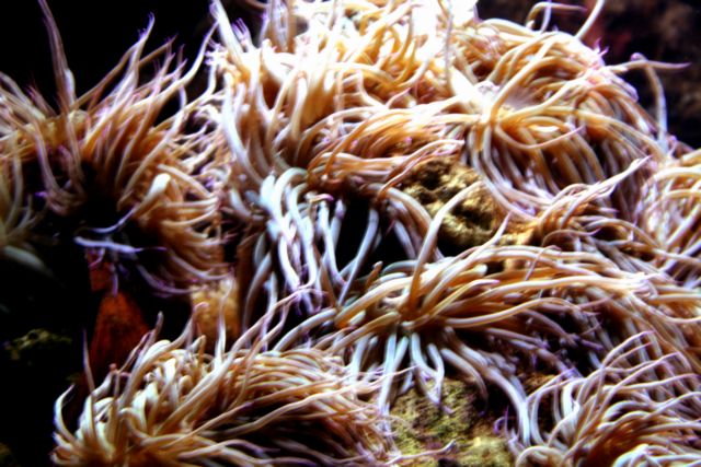 Ψηφιακές «Ακακίες» στην Ασωμάτων στο Θησείο