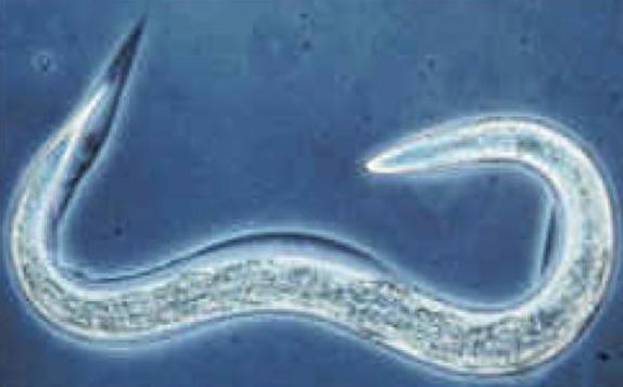 Το πρώτο ζώο με τεχνητό γενετικό κώδικα δημιούργησαν ερευνητές