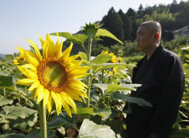 Χιλιάδες ηλιοτρόπια «απορροφούν τη ραδιενέργεια» γύρω από τη Φουκουσίμα
