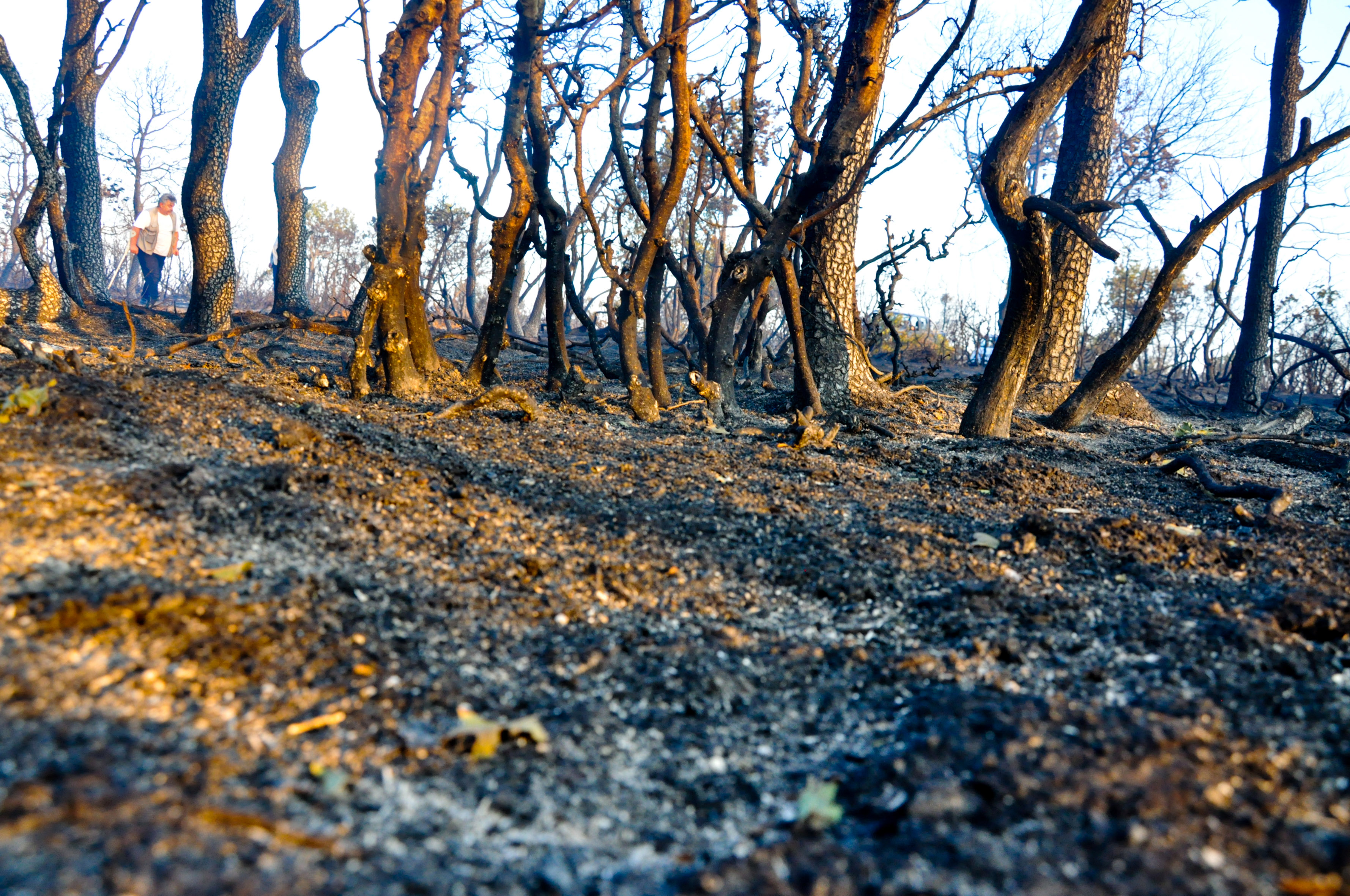 Στη χαρτογράφηση των καμένων στον Έβρο προχωρά η ΓΓ Πολιτικής Προστασίας