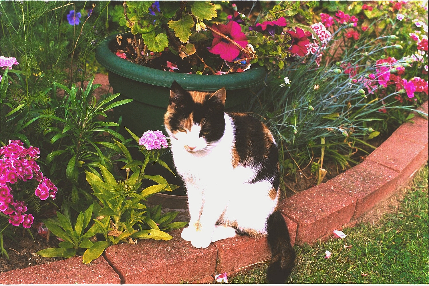 Κήπος: Πώς πρέπει να τον φροντίζουμε το Καλοκαίρι