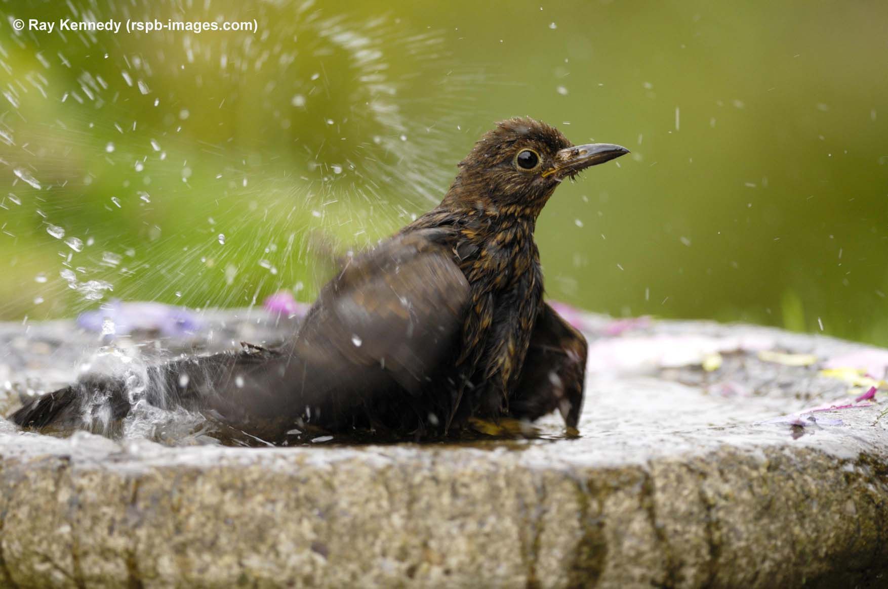 Η Ορνιθολογική συμβουλεύει