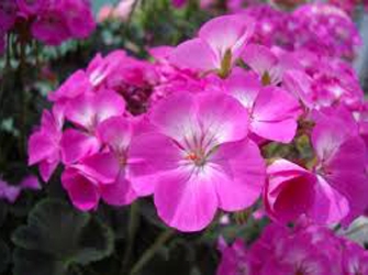 Φυτεύουμε γεράνια στον κήπο μας