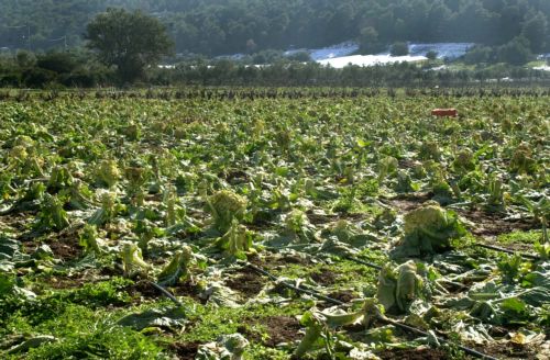 Υπέρογκες αποζημιώσεις από τον ΕΛΓΑ για ανύπαρκτες ζημιές