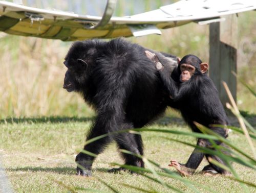 Χείρα φιλίας τείνουν και οι θηλυκοί χιμπατζήδες, ανατρέποντας παγιωμένες αντιλήψεις